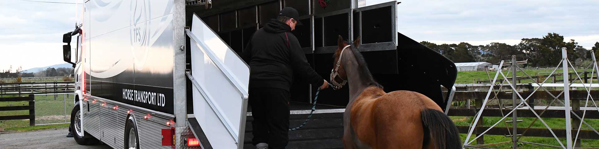 Leading a horse onto the horse transport truck